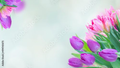 Pink fresh tulips