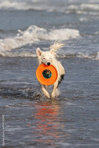 white and blak border collie dog playing with flying disk toy on the beach