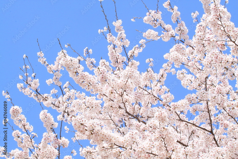 日本の満開の桜 桜前線到来の卒業と入学の季節
Cherry blossoms in full bloom in Japan Season of graduation and admission with the arrival of the cherry blossom front
日本の満開の桜 桜前線到来の卒業と入学の季節
Cherry blossoms in full bloom in Japan Season of graduation and admission with the arrival of the cherry blossom front