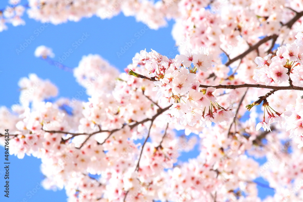 日本の満開の桜　桜前線到来の卒業と入学の季節
Cherry blossoms in full bloom in Japan Season of graduation and admission with the arrival of the cherry blossom front
