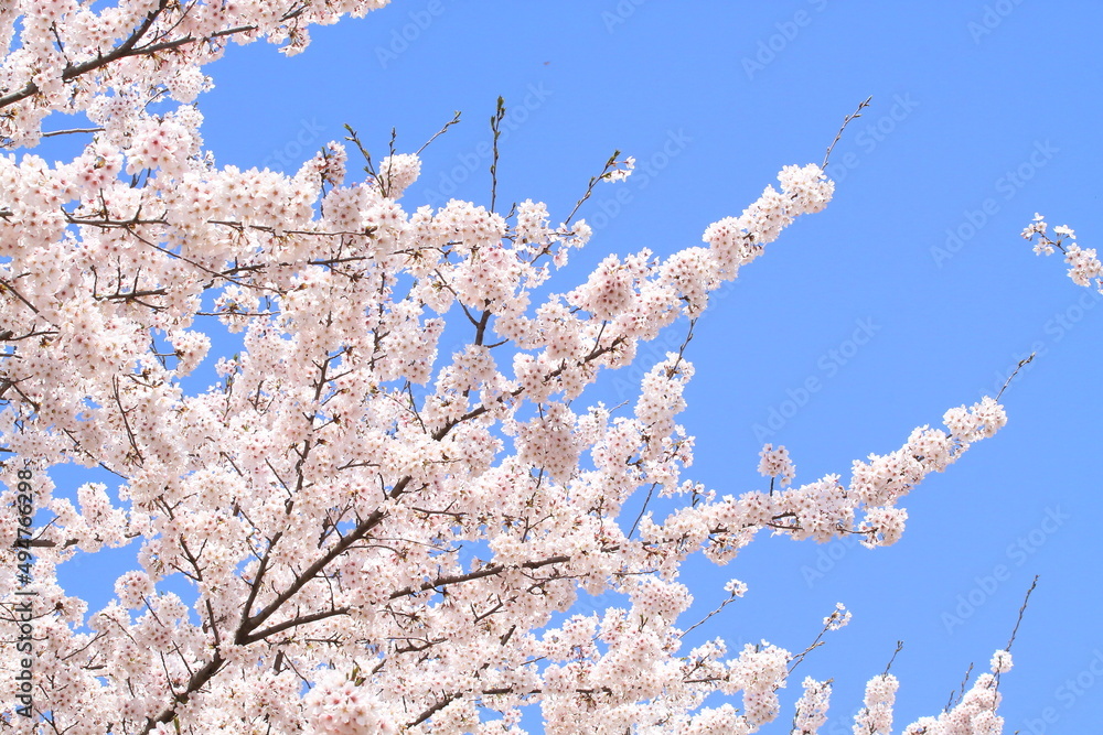 日本の満開の桜 桜前線到来の卒業と入学の季節
Cherry blossoms in full bloom in Japan Season of graduation and admission with the arrival of the cherry blossom front
日本の満開の桜 桜前線到来の卒業と入学の季節
Cherry blossoms in full bloom in Japan Season of graduation and admission with the arrival of the cherry blossom front