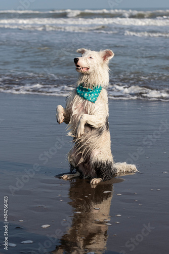 white border collie dog sitting with paws in the air on the beach in golden light