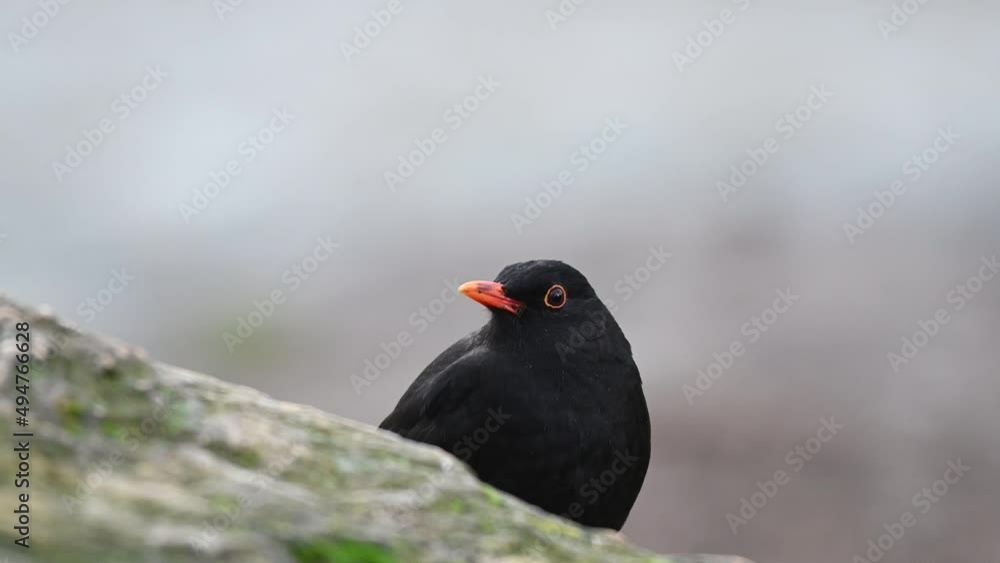 Common male blackbird Turdus merula in the wild. Blackbird in the forest near the river Close up. Common male blackbird Turdus merula in the wild. Blackbird in the forest near the river Close up.