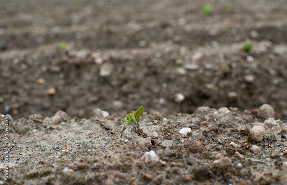 Plantas de patatas rompiendo la tierra y brotando
