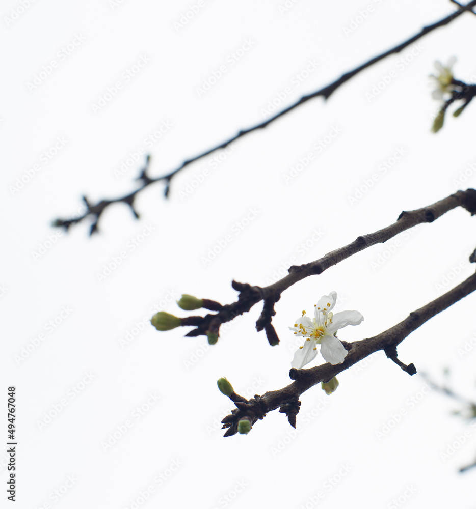 Ramas de árbol frutal florecido en primavera