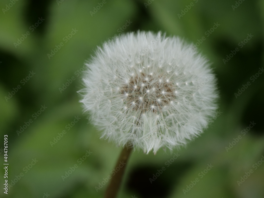Close up of a white dandelion seeds Close up of a white dandelion seeds