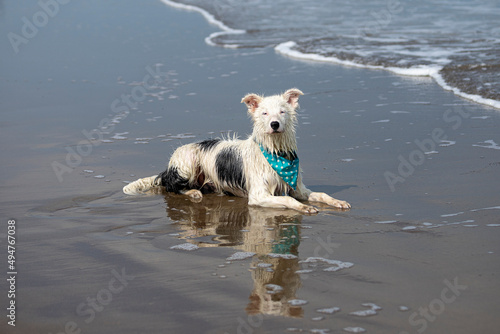 beautiful border collie dog laying in shallow water