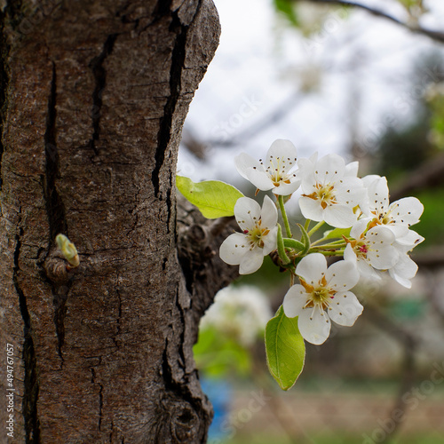 Ramas de árbol frutal florecido en primavera