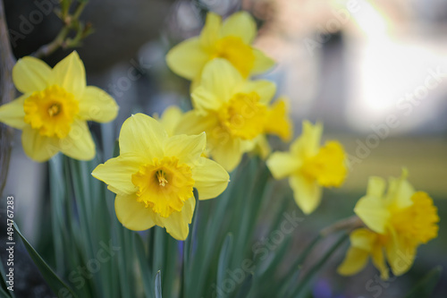 The shallow focus of blooming yellow Narcissus flowers 