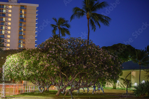 Hawaii trees at park at night 