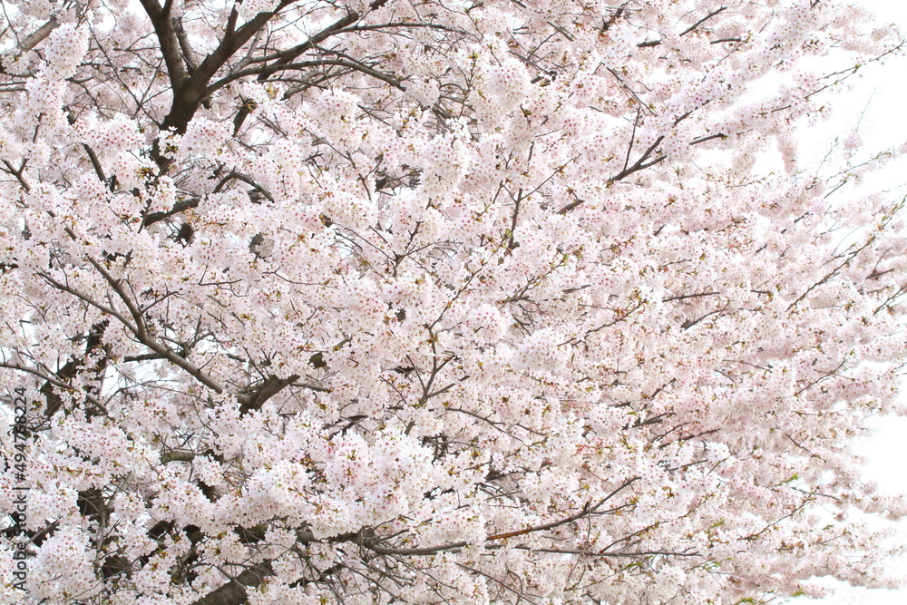 日本の満開の桜 桜前線到来の卒業と入学の季節
Cherry blossoms in full bloom in Japan Season of graduation and admission with the arrival of the cherry blossom front
日本の満開の桜 桜前線到来の卒業と入学の季節
Cherry blossoms in full bloom in Japan Season of graduation and admission with the arrival of the cherry blossom front