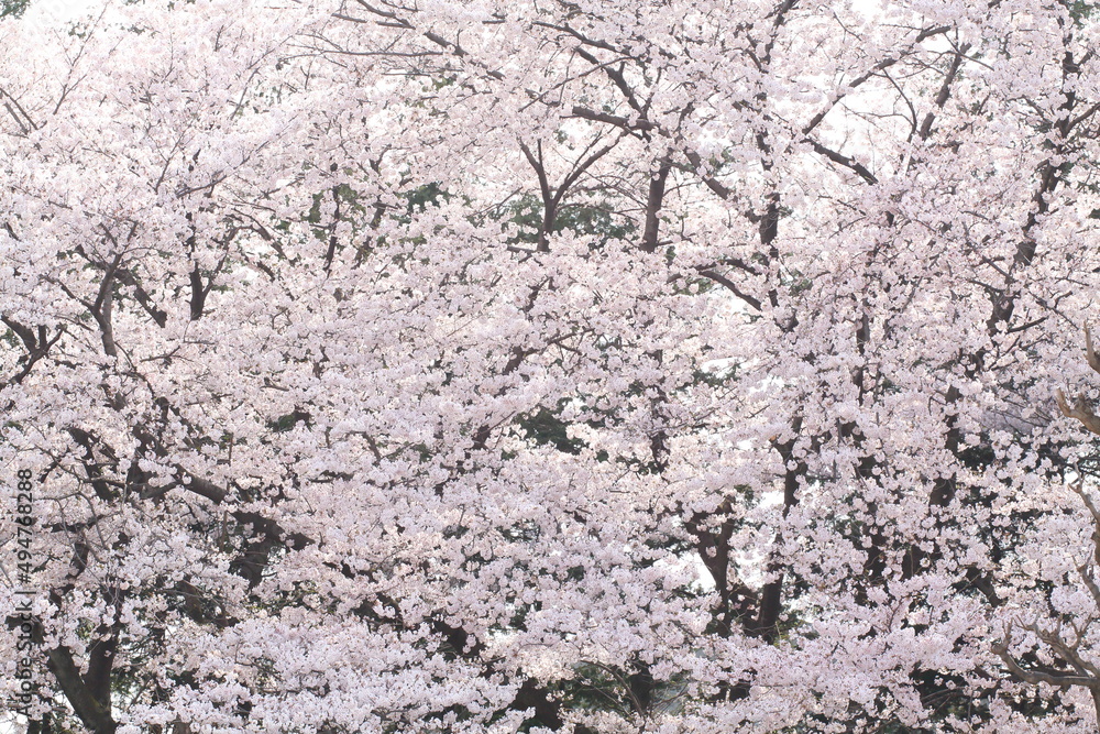 日本の満開の桜 桜前線到来の卒業と入学の季節
Cherry blossoms in full bloom in Japan Season of graduation and admission with the arrival of the cherry blossom front
日本の満開の桜 桜前線到来の卒業と入学の季節
Cherry blossoms in full bloom in Japan Season of graduation and admission with the arrival of the cherry blossom front
