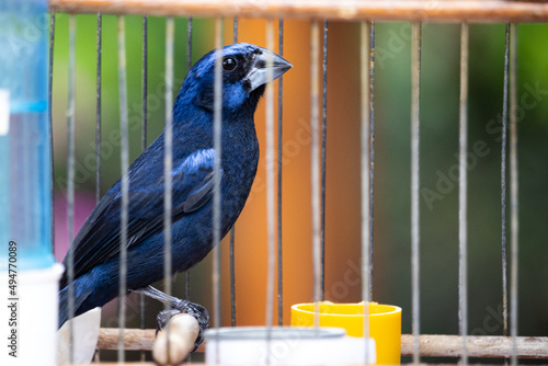 Cyanocompsa brissonii - pássaro azulão