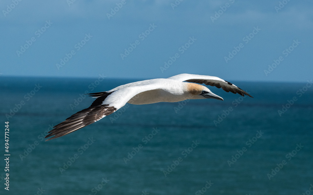 NZ Gannet NZ Gannet