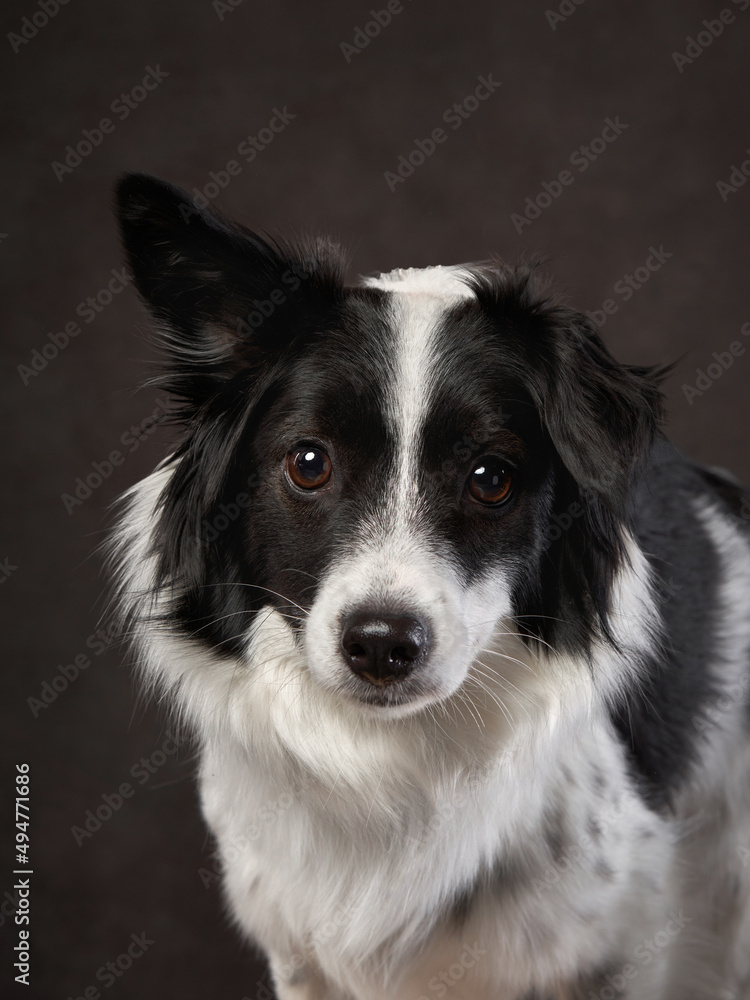 Fototapeta premium portrait of a beautiful dog on a brown canvas. Mix of breeds. Pet in the studio, artistic photo on the background
