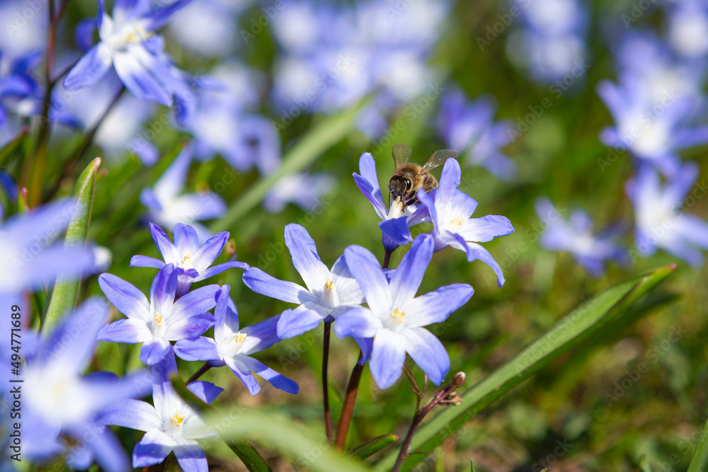 Biene auf blauer Frühlingsblume Biene auf blauer Frühlingsblume