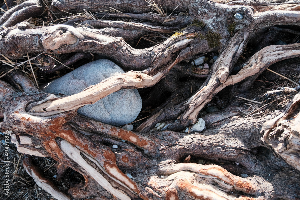 tree roots by the sea. root structure on the Estonian Baltic coast tree roots by the sea. root structure on the Estonian Baltic coast