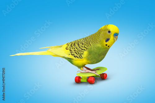 Lime yellow wavy parrot with plastic toy skateboard on blue background