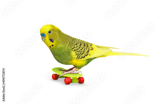 Sky blue wavy parrot with plastic toy skateboard isolated on white background