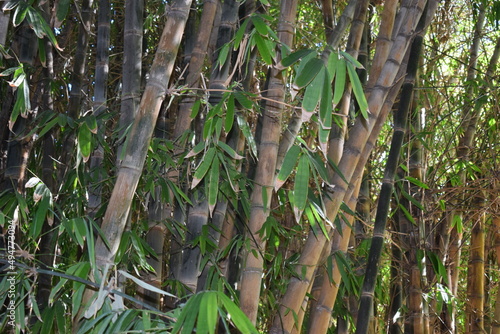 Majestic giant bamboo (Dendrocalamus giganteus) photo