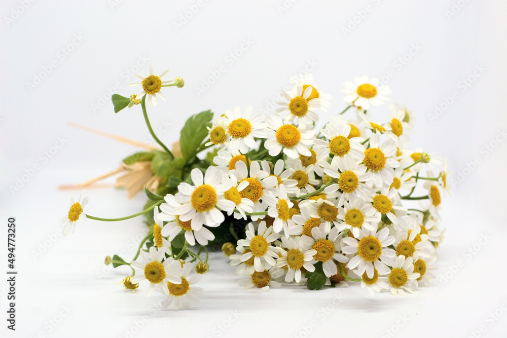 Obraz premium Chamomile flower...Bouquet of feverfew on white background...Chamomile flowers on a white background...Bunch of little daisy flowers on white. Soft focus, top view, close composition. Copy space.