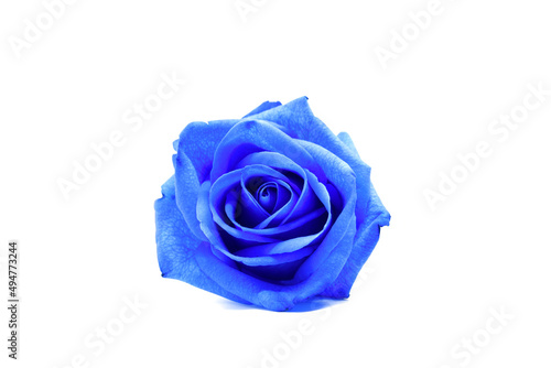 Close up of blue rose on white background...blue rose isolated on white background...Blue rose, beauty queen.