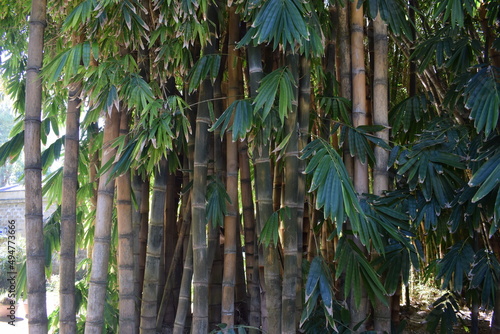 Majestic giant bamboo (Dendrocalamus giganteus)