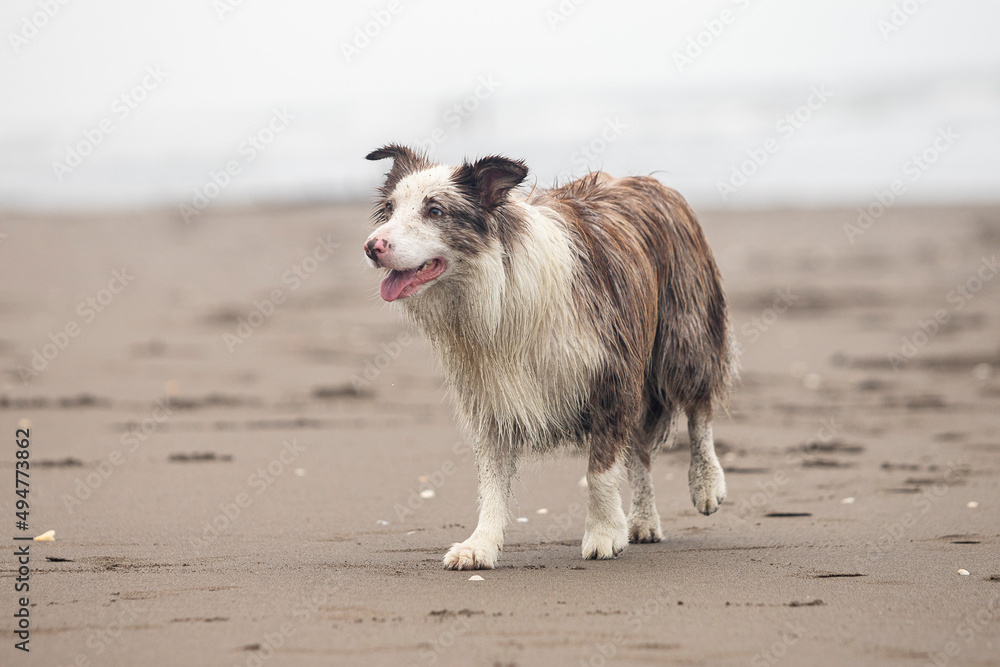 beautiful border collie dog with long wet fur standing on the sand