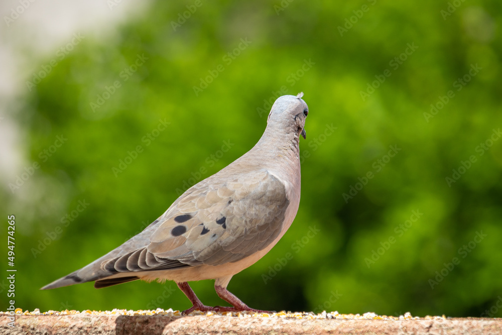 Columbidae - Columba livia - pomba - pássaro Columbidae - Columba livia - pomba - pássaro