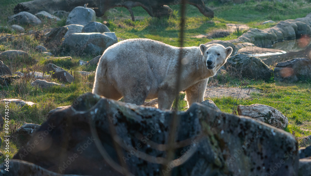 Obraz premium polar bear