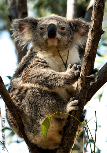 Photography koala in tree