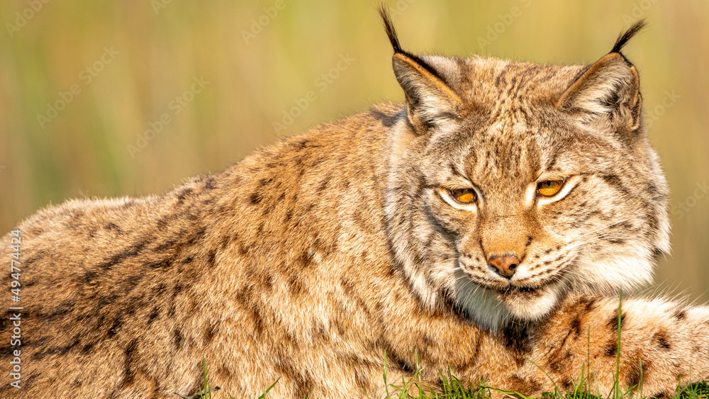 Fototapeta premium portrait of a lynx