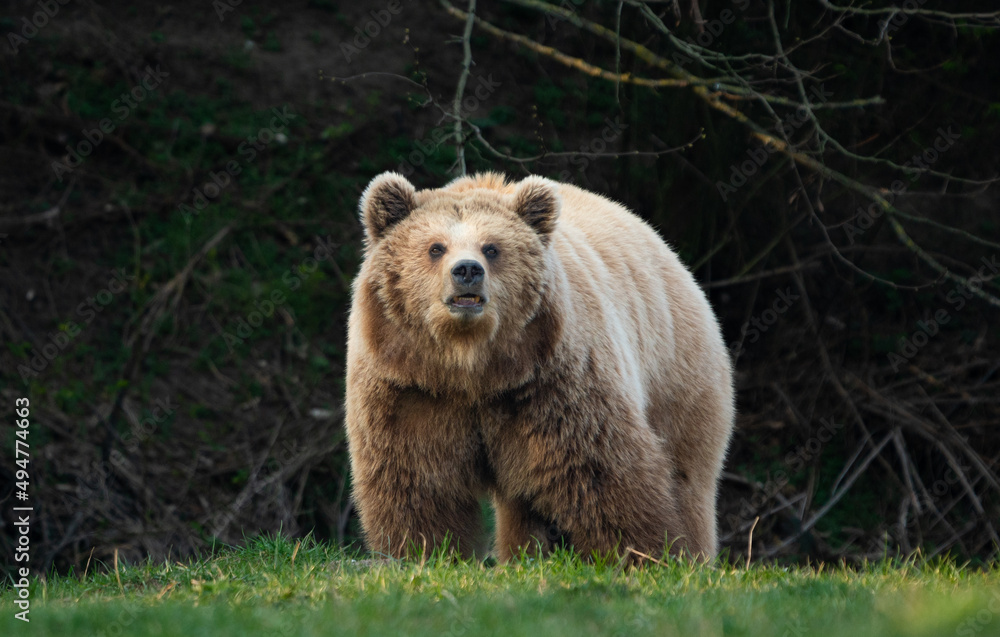 Fototapeta premium brown bear