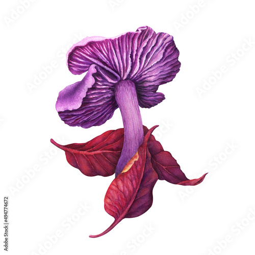 Watercolor illustration, mushroom, laccaria ametistina, isolated on white background. photo