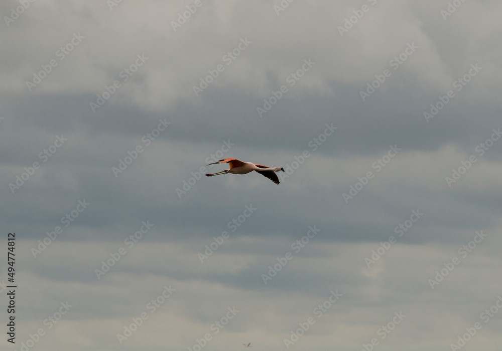 Obraz premium lonely flamingo flying with clouds in the background