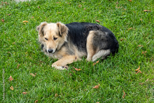 Stray dog lying on lawn