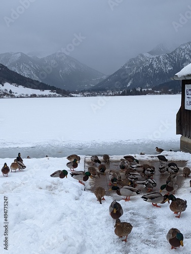 winter in the mountains