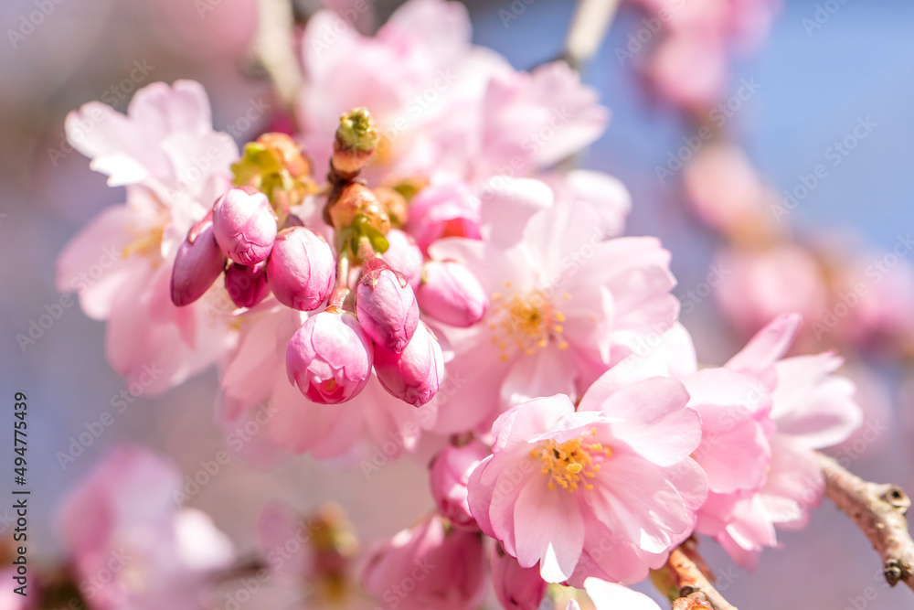 Fototapeta premium frühling