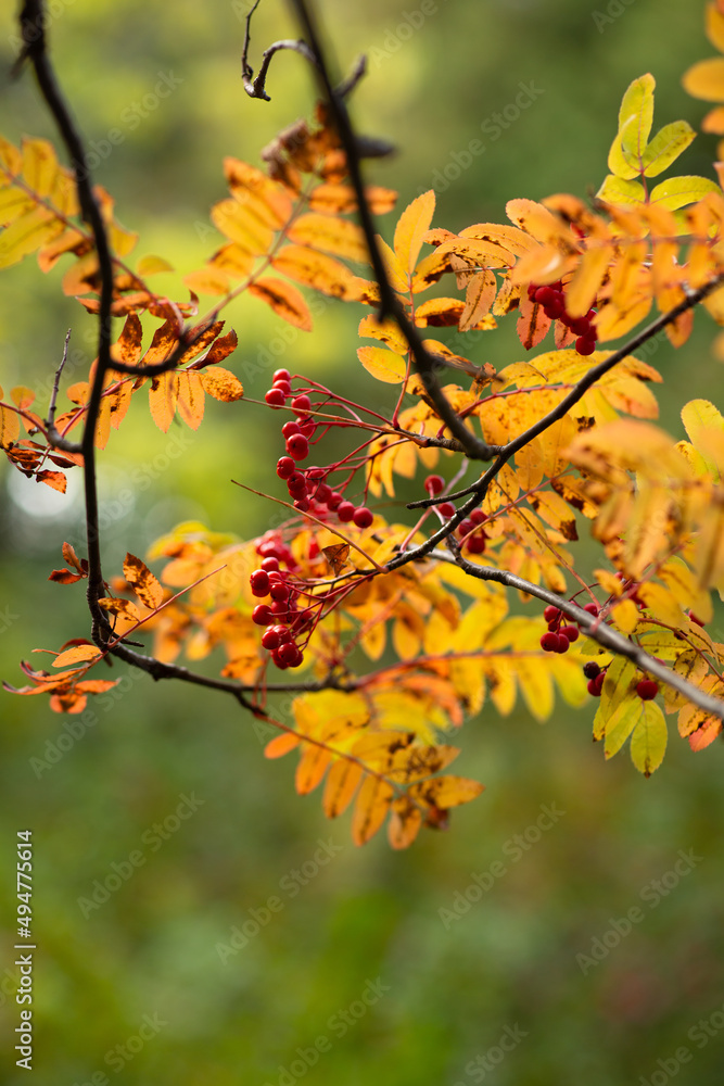 red rowan berries in autumn in the forest red rowan berries in autumn in the forest