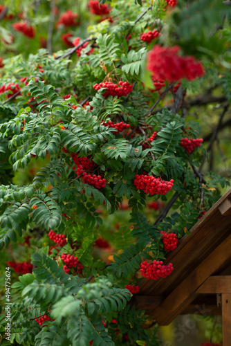 red rowan berries in autumn in the forest