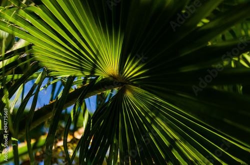 Palm tree leaves in the shadow