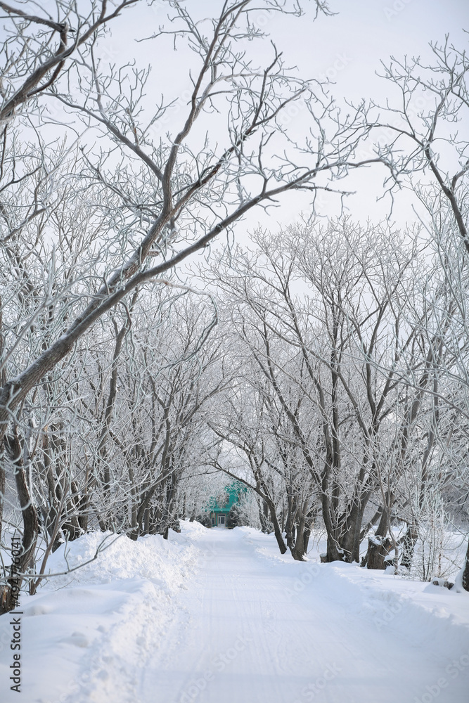white frost on the branches in a snowy winter forest during the day white frost on the branches in a snowy winter forest during the day
