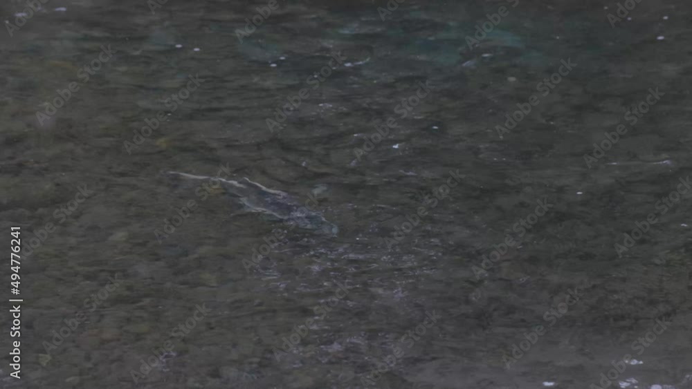 large adult salmon swimming in a river in late september large adult salmon swimming in a river in late september