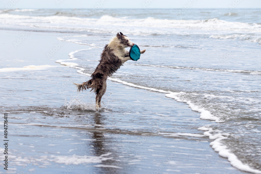 running and jumping border collie dog playing fetch with a toy in the ocean running and jumping border collie dog playing fetch with a toy in the ocean