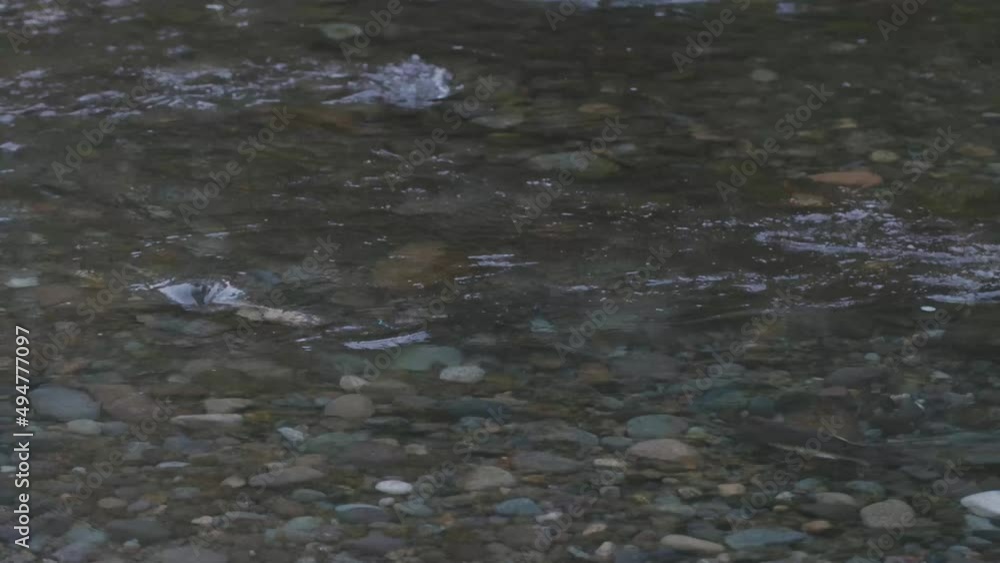 wild adult salmon swimming against the current of a shallow river wild adult salmon swimming against the current of a shallow river