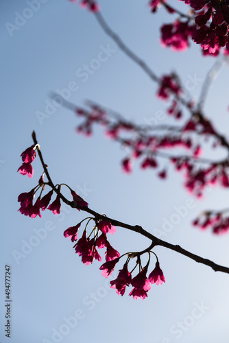 垂れ下がる緋寒桜の花