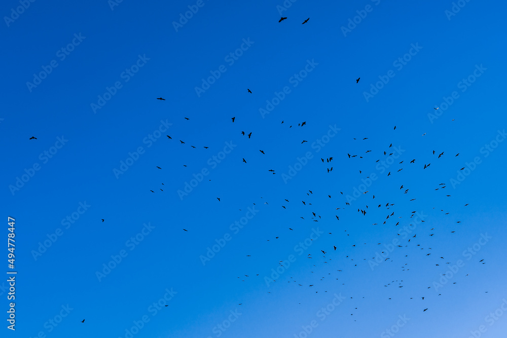Obraz premium A lot of birds fly in a clear cloudless sky into the distance, spring abstract happy background, a symbol of freedom