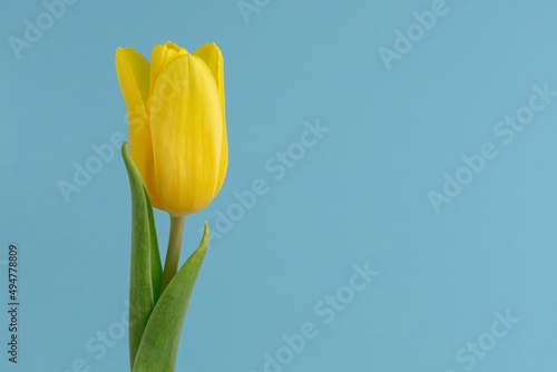 Single yellow tulip on a blu background, spring flower