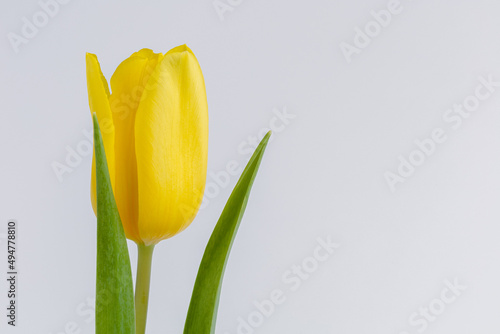 Single yellow tulip, spring flower