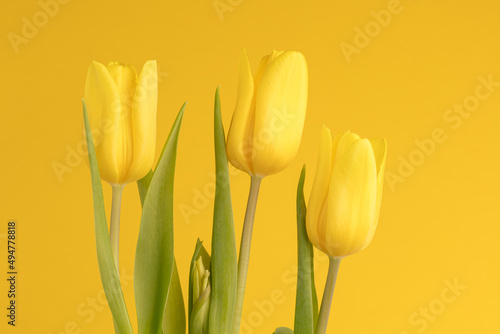 Yellow tulips on a yellow background, spring flowers.